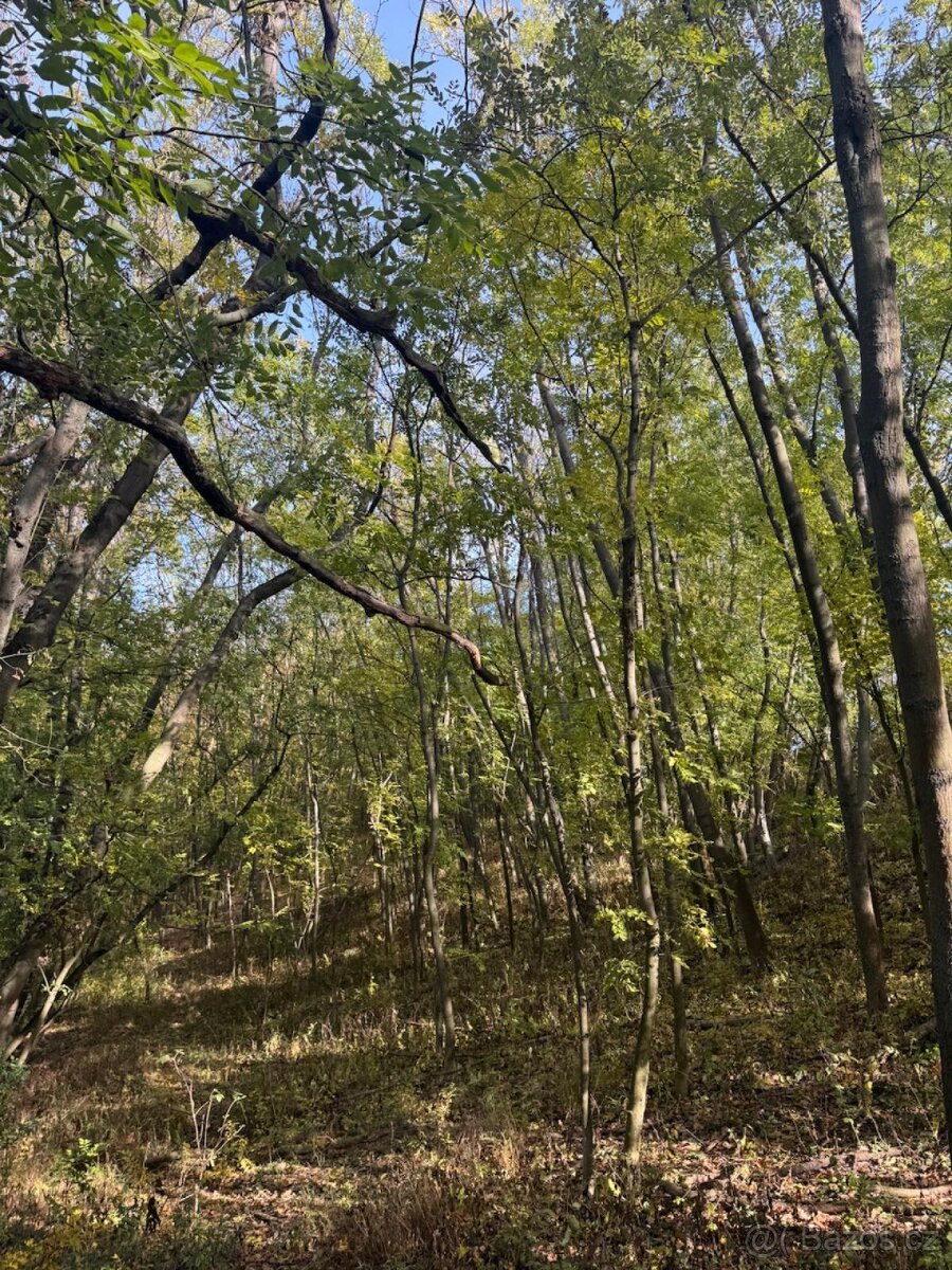 Prodej pozemků v k.ú. Jeníkovice u Choltic