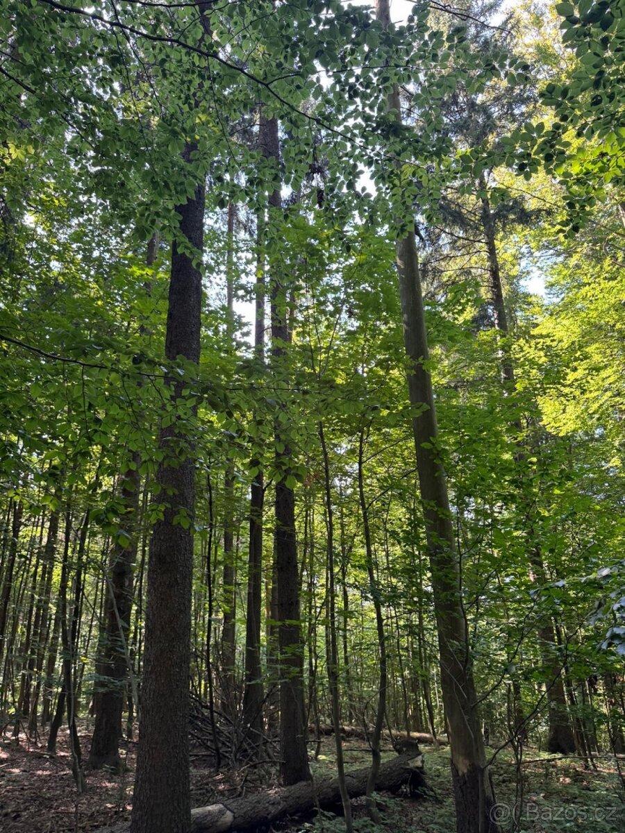 Prodej lesního pozemku v k.ú. Liberk