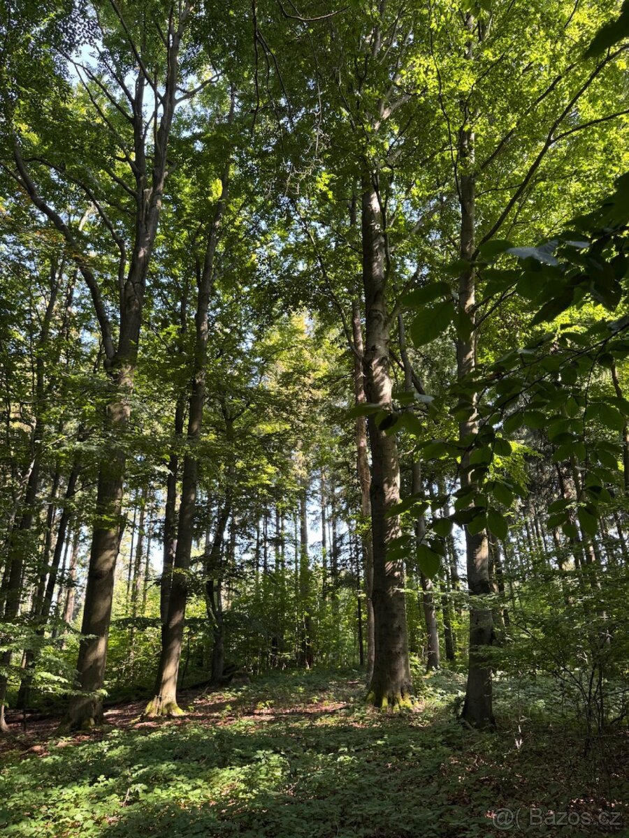 Prodej lesního pozemku v k.ú. Liberk