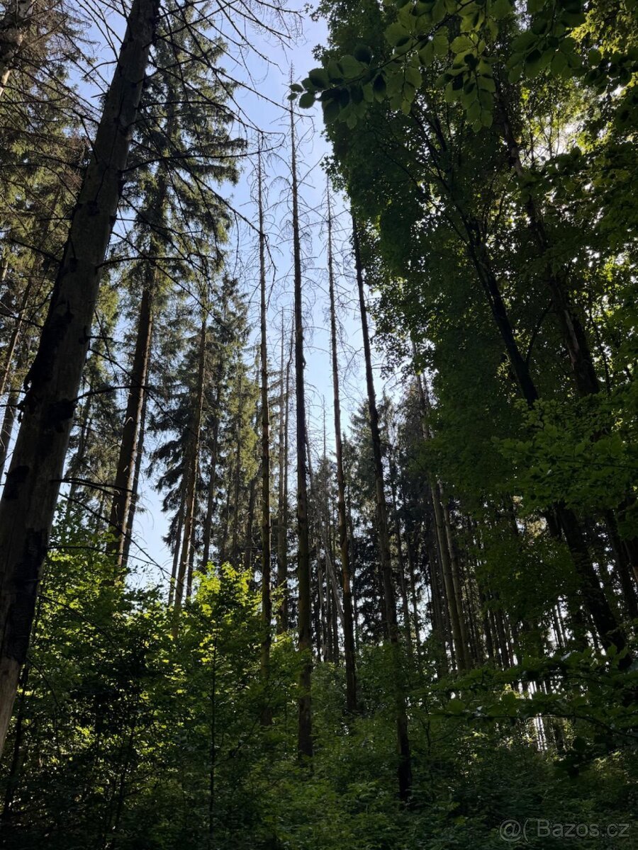 Prodej lesního pozemku v k.ú. Liberk