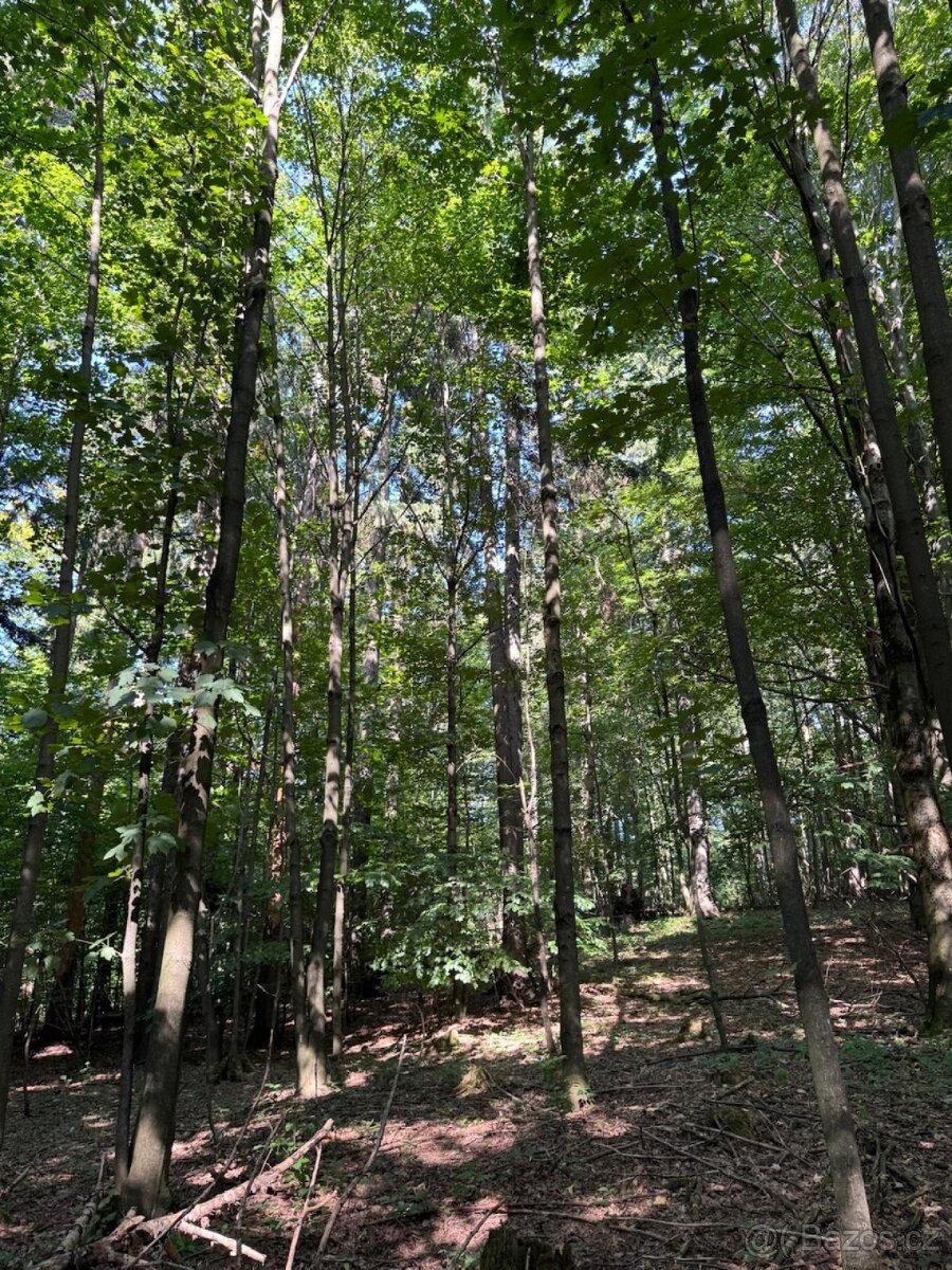 Prodej lesního pozemku v k.ú. Liberk