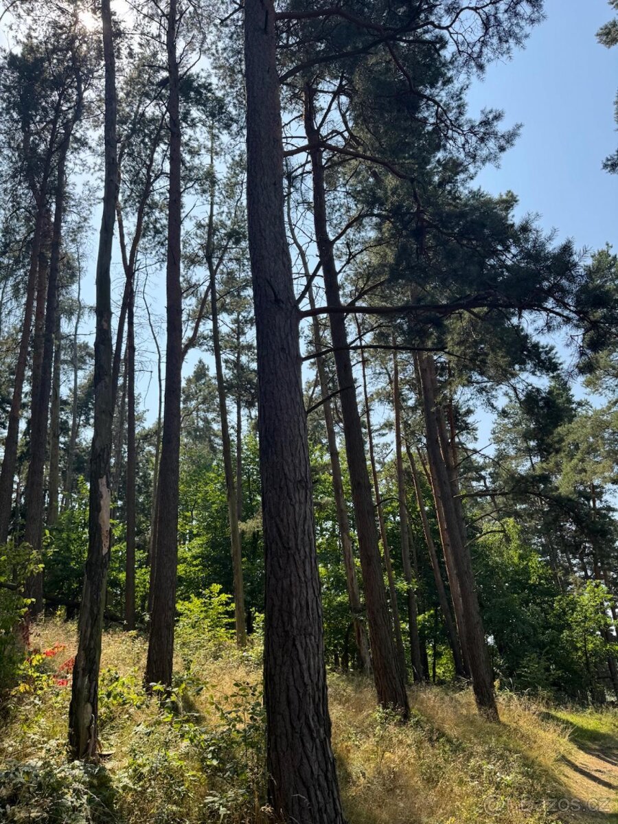 Prodej lesních pozemků v k.ú. Volenice