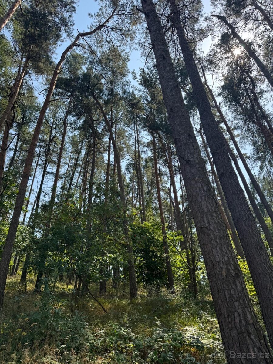 Prodej lesních pozemků v k.ú. Volenice