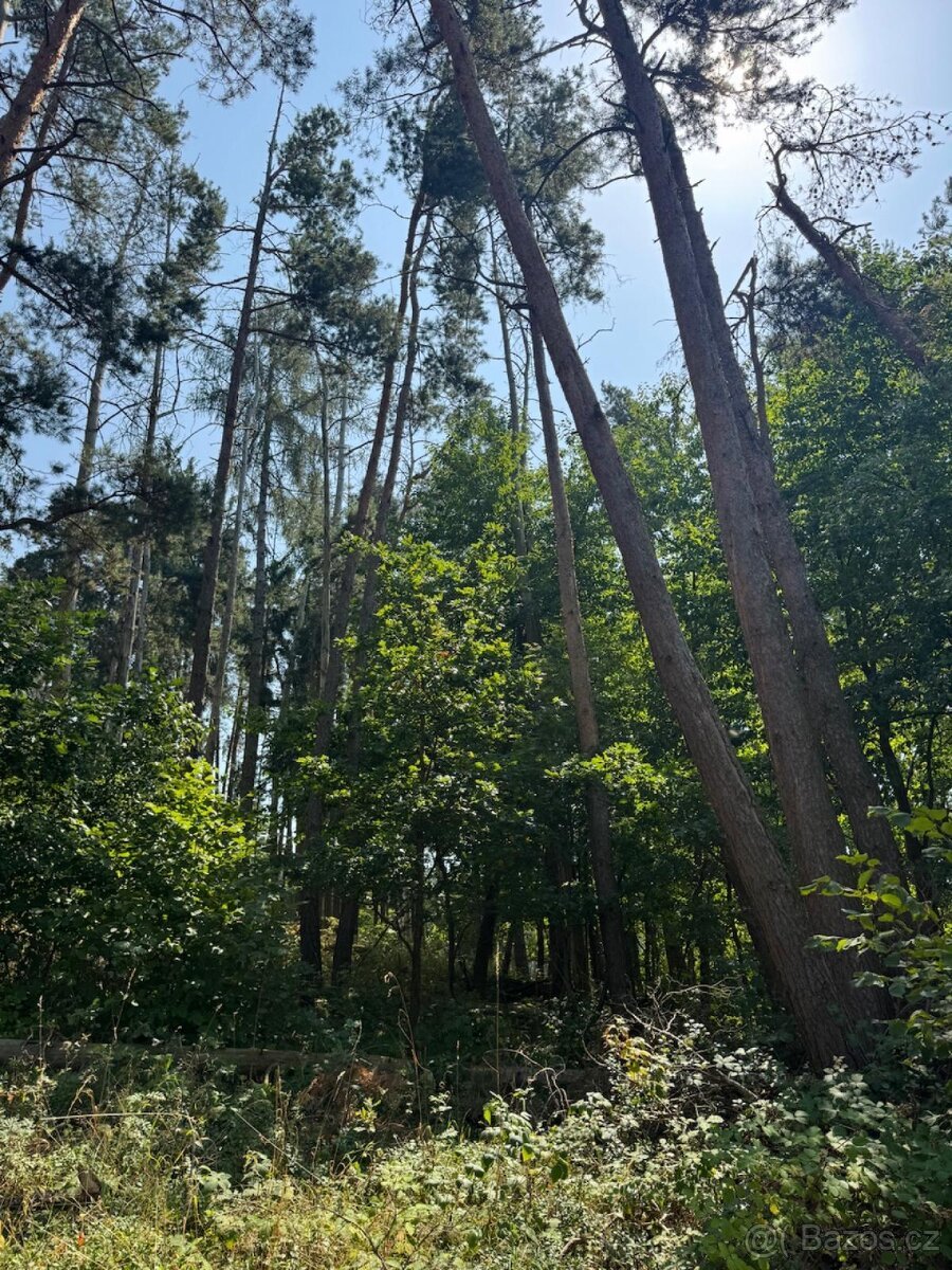 Prodej lesních pozemků v k.ú. Volenice