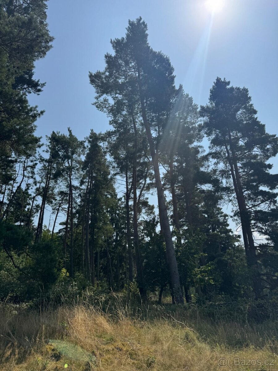 Prodej lesních pozemků v k.ú. Volenice