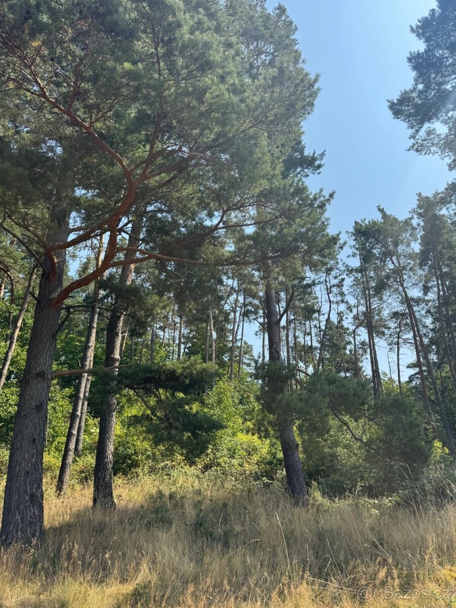 Prodej lesních pozemků v k.ú. Volenice