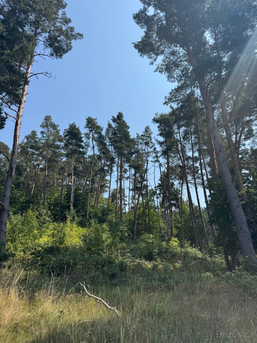 Prodej lesních pozemků v k.ú. Volenice