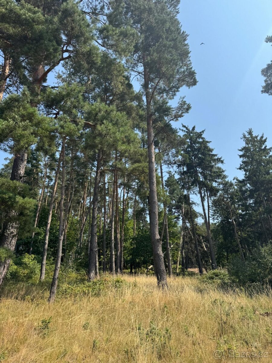 Prodej lesních pozemků v k.ú. Volenice