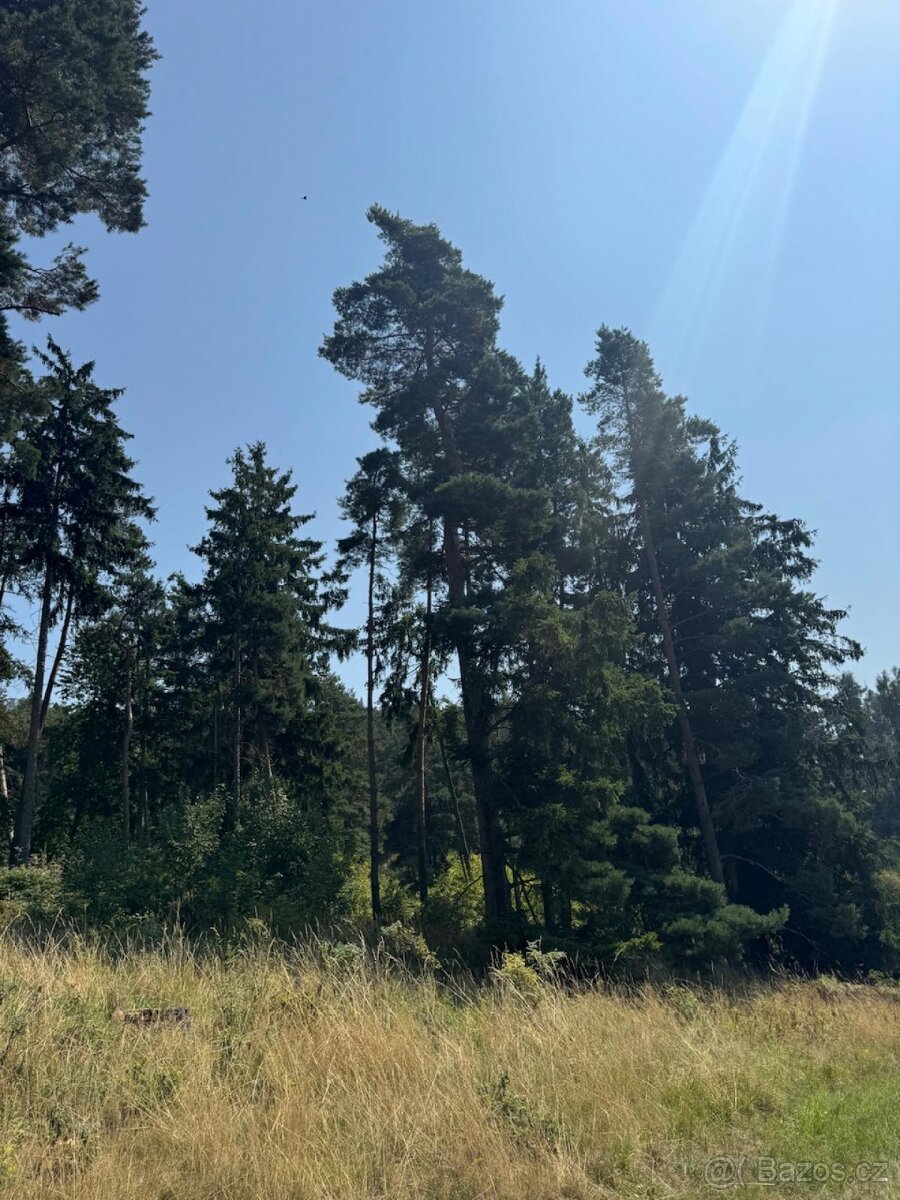 Prodej lesních pozemků v k.ú. Volenice