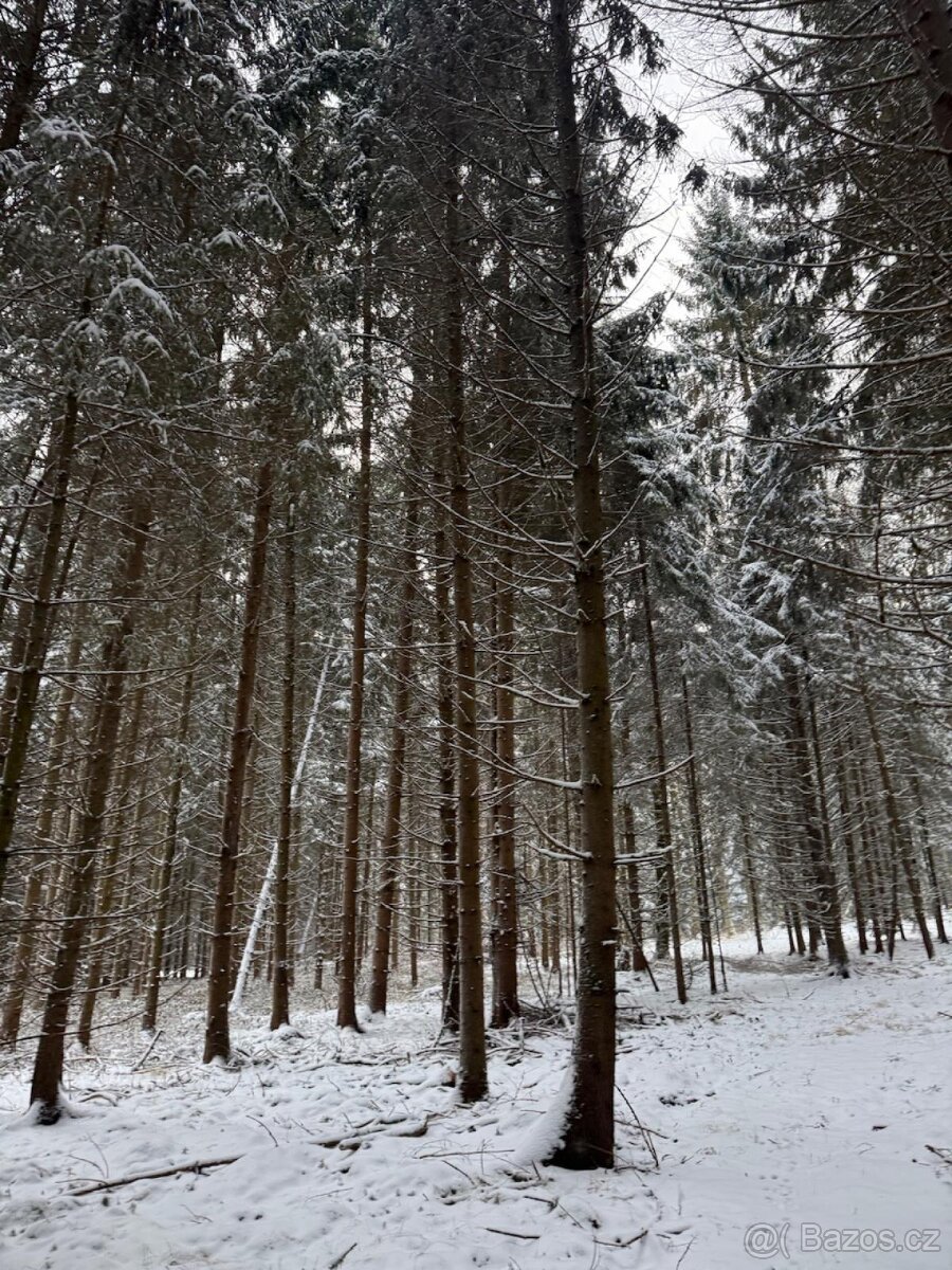 Prodej lesních pozemků k.ú. Olešník