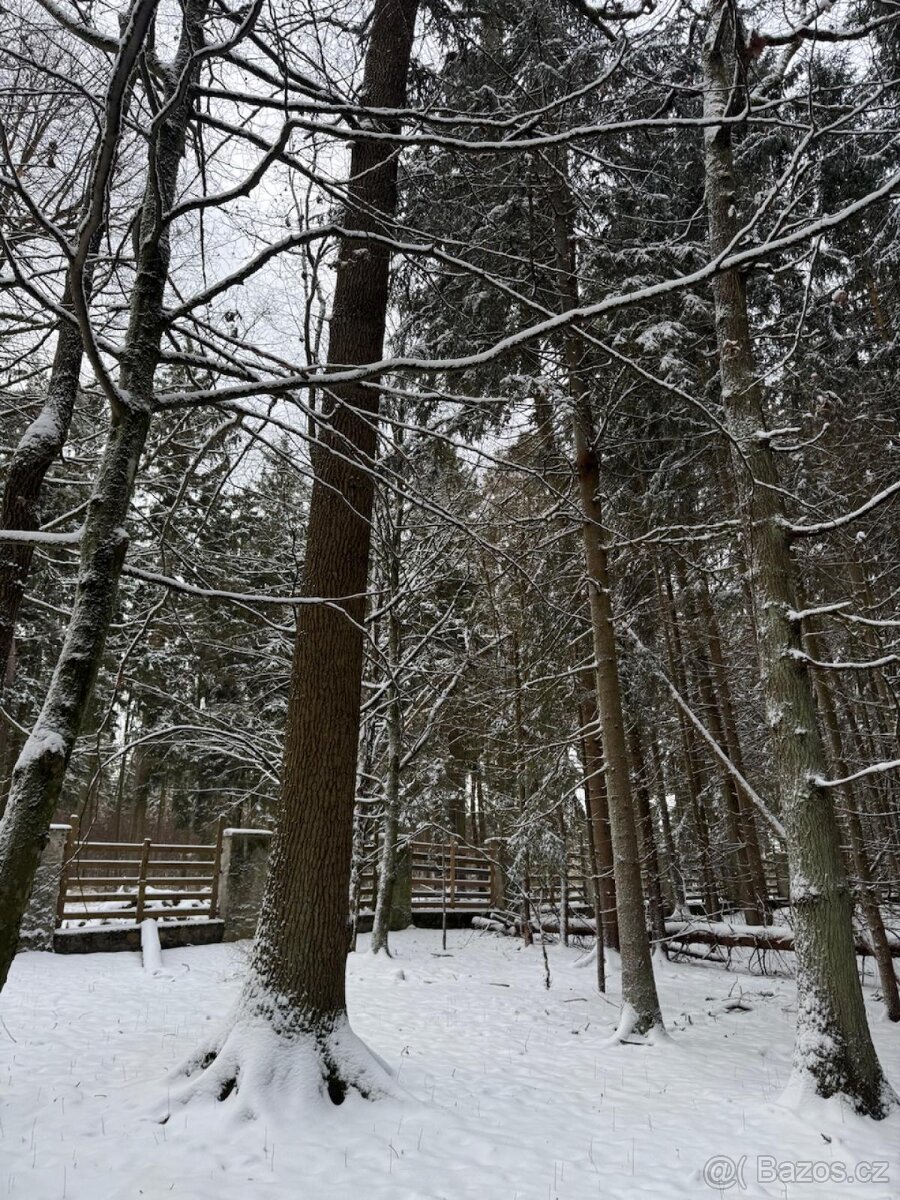 Prodej lesních pozemků k.ú. Olešník