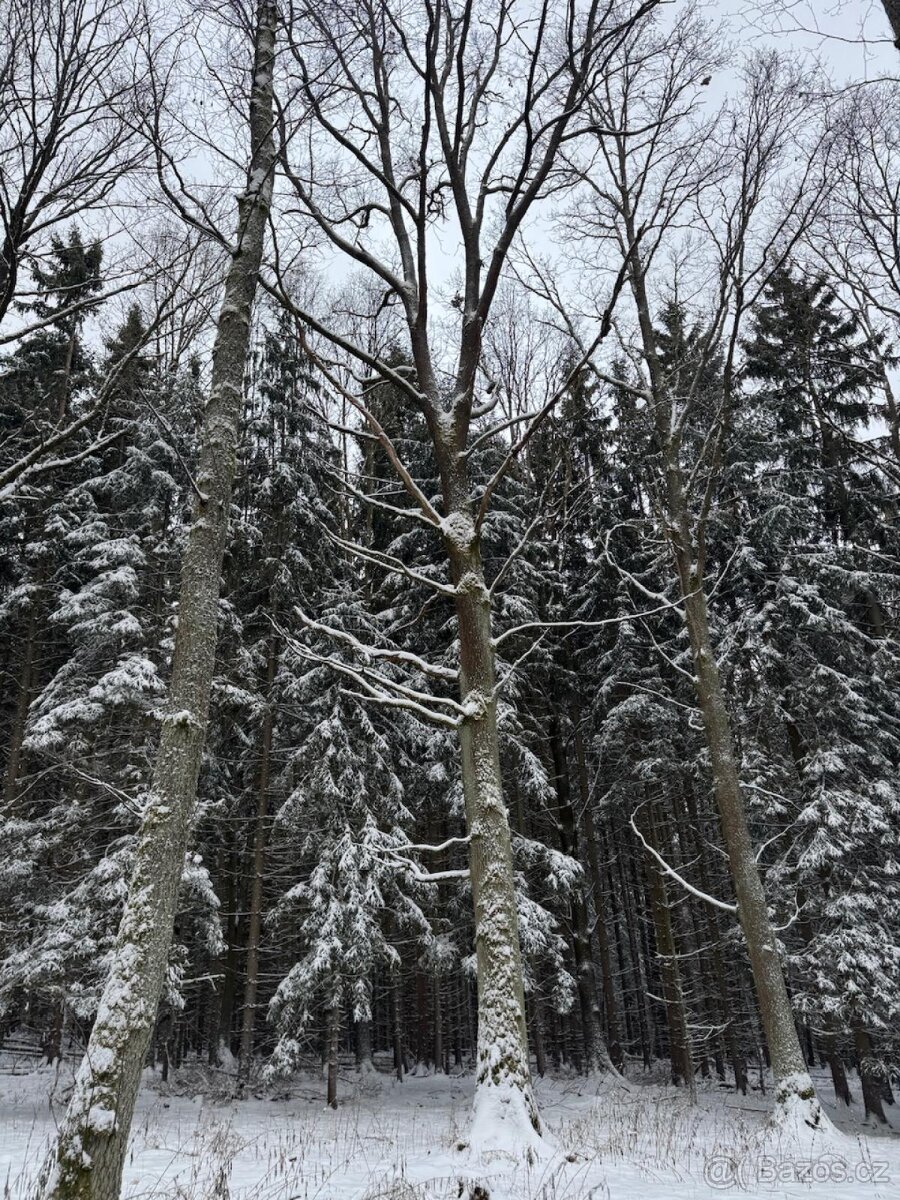 Prodej lesních pozemků k.ú. Olešník