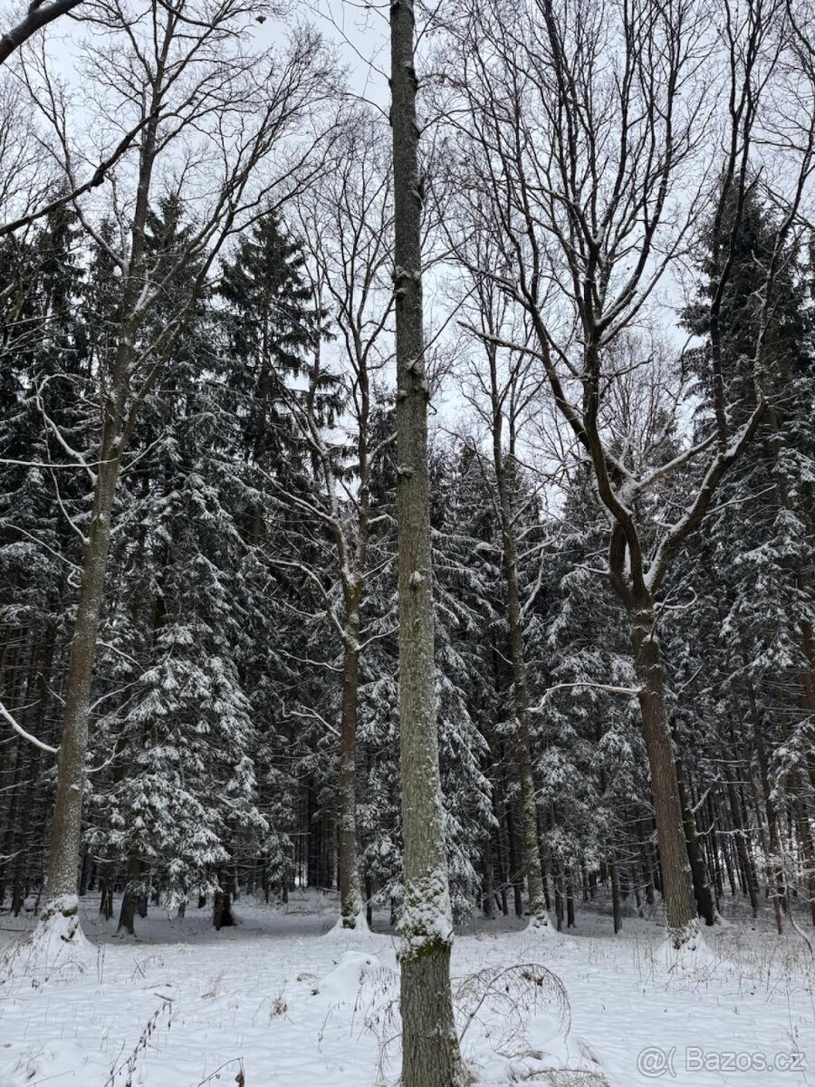 Prodej lesních pozemků k.ú. Olešník