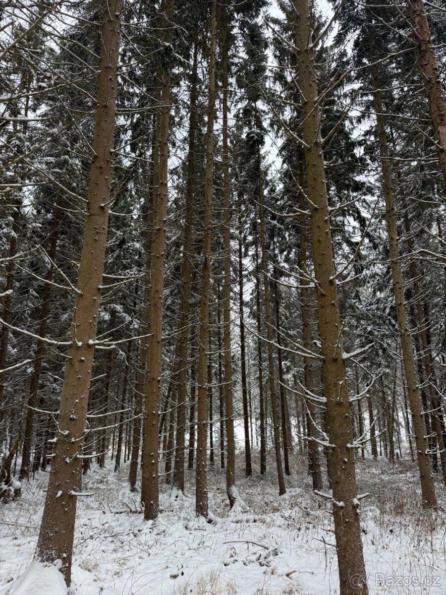 Prodej lesních pozemků k.ú. Olešník