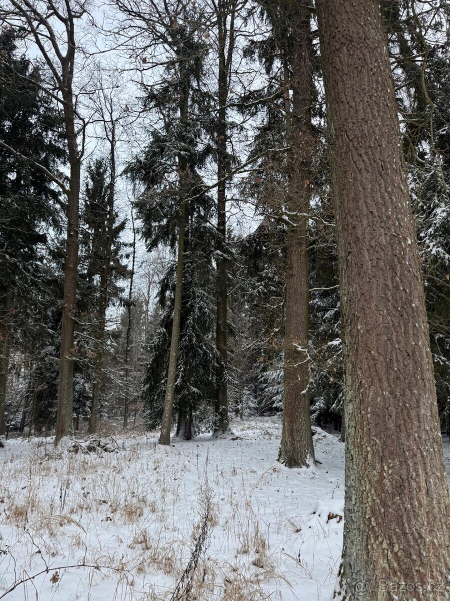 Prodej lesních pozemků k.ú. Olešník