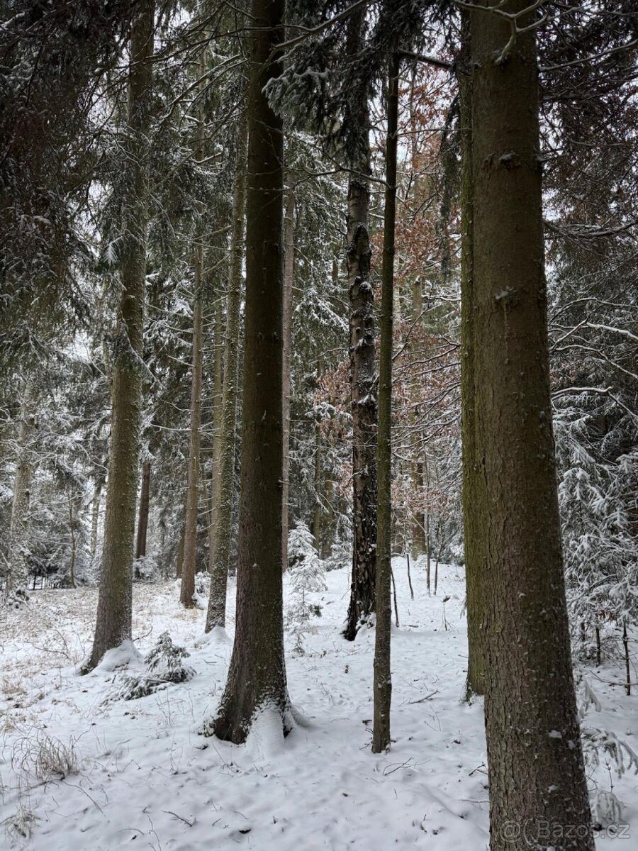 Prodej lesních pozemků k.ú. Olešník