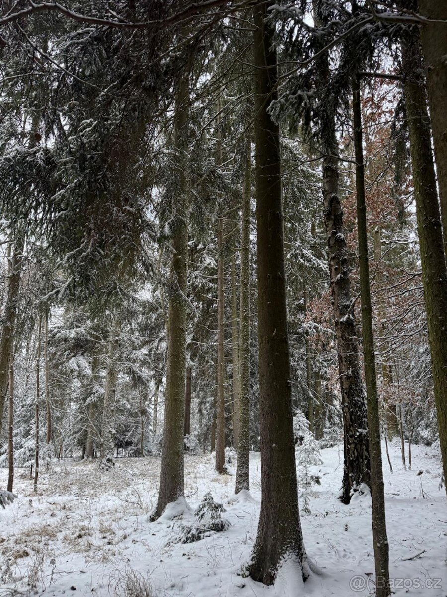 Prodej lesních pozemků k.ú. Olešník