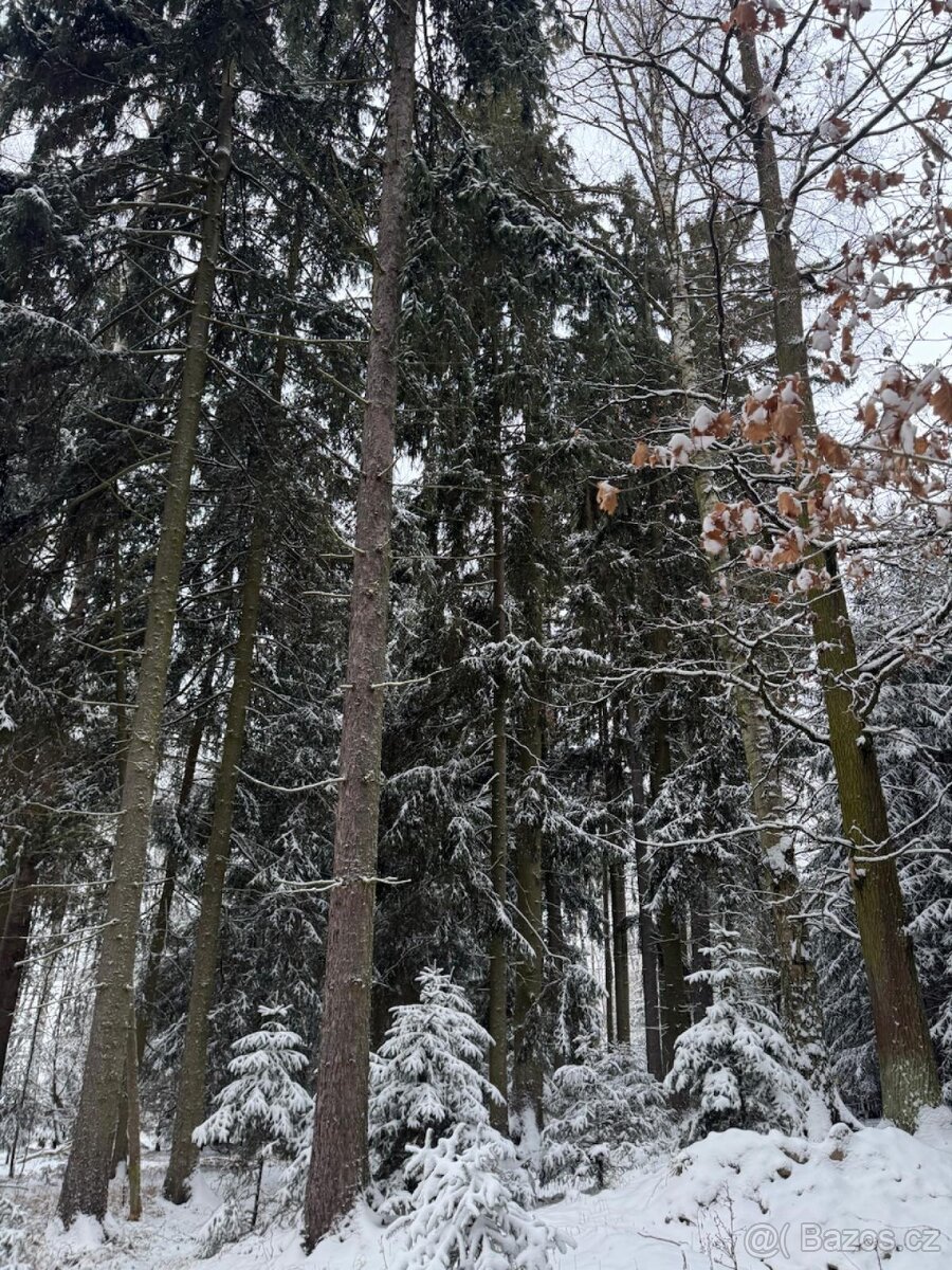 Prodej lesních pozemků k.ú. Olešník