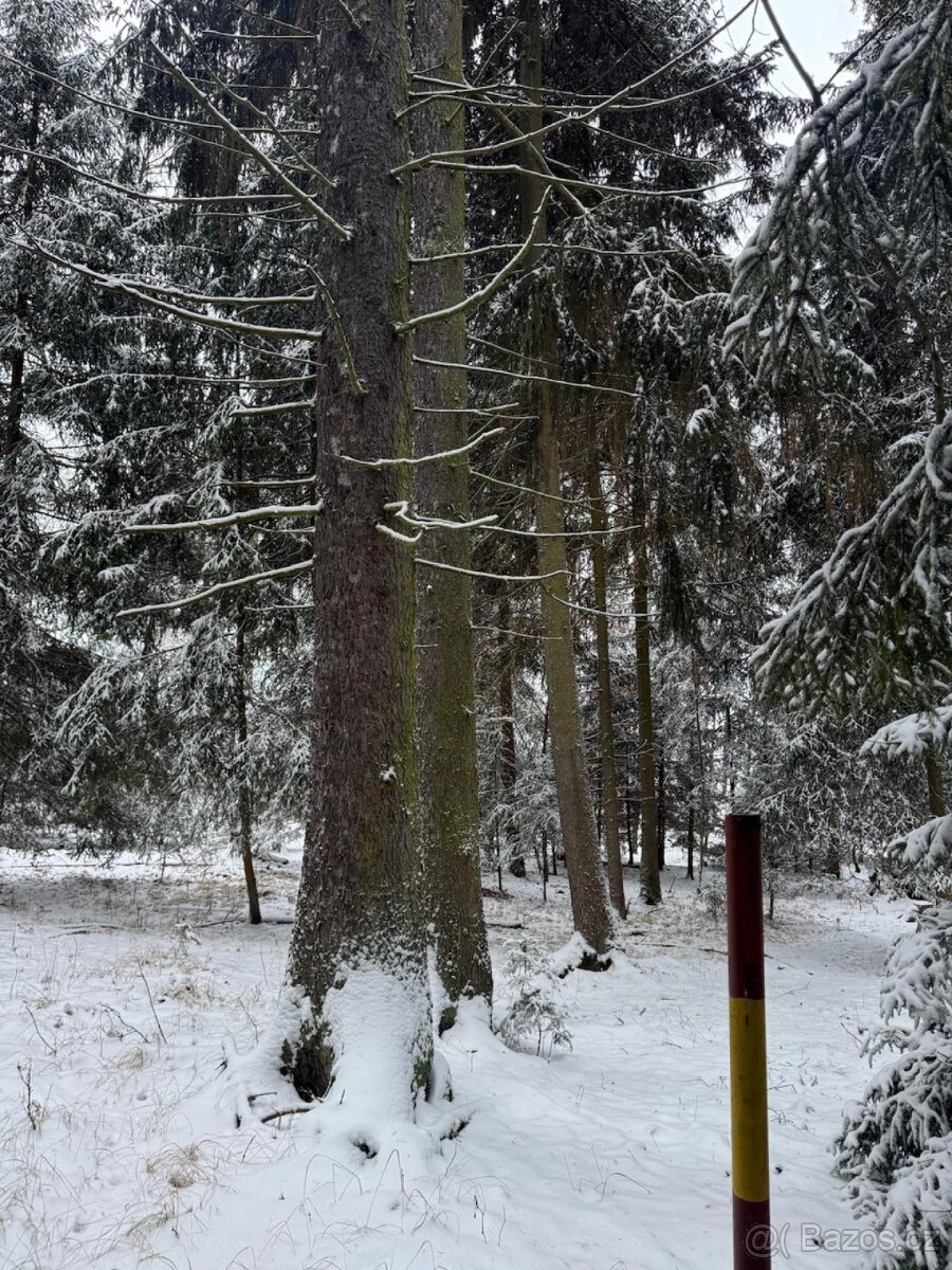 Prodej lesních pozemků k.ú. Olešník