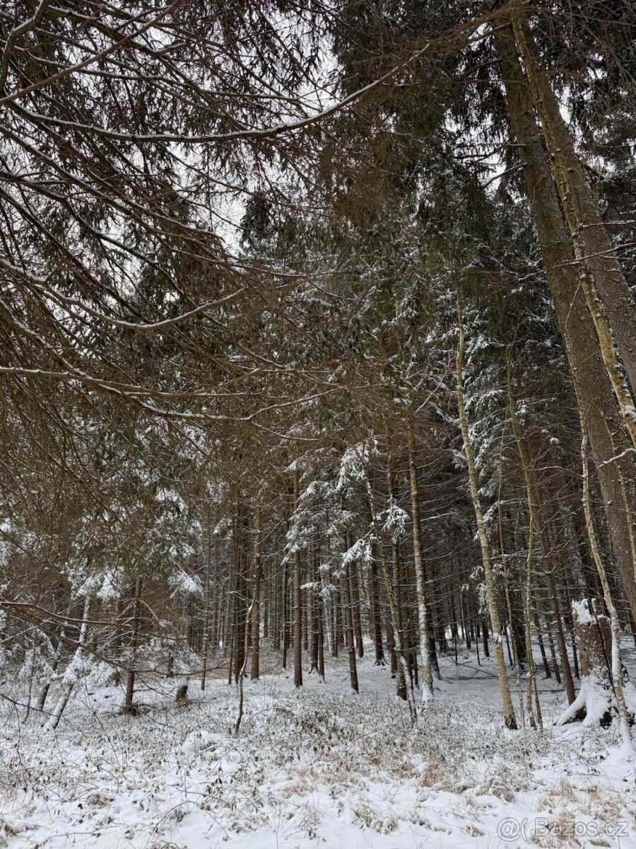 Prodej lesních pozemků k.ú. Olešník