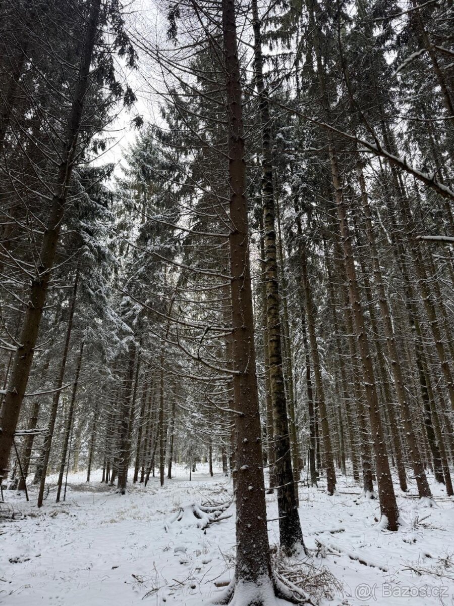 Prodej lesních pozemků k.ú. Olešník
