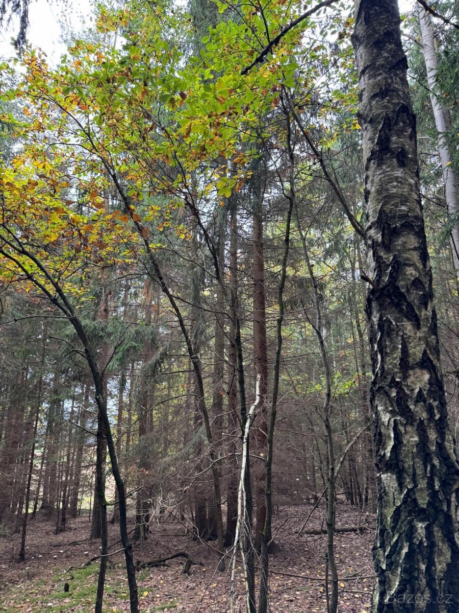 Prodej lesních pozemků v k.ú. Doubrava nad Vltavou