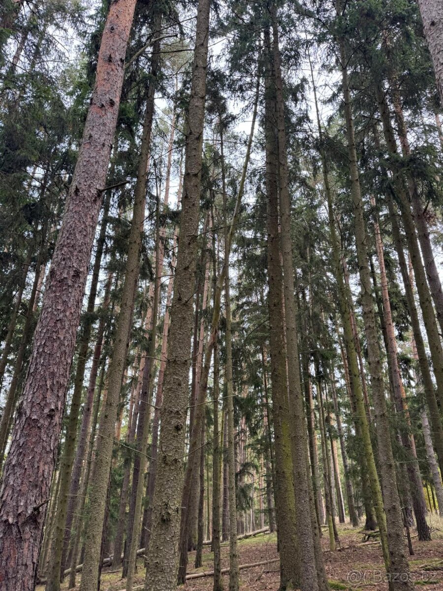 Prodej lesních pozemků v k.ú. Doubrava nad Vltavou