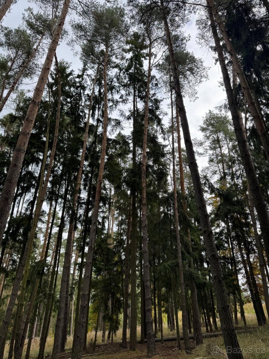 Prodej lesních pozemků v k.ú. Doubrava nad Vltavou