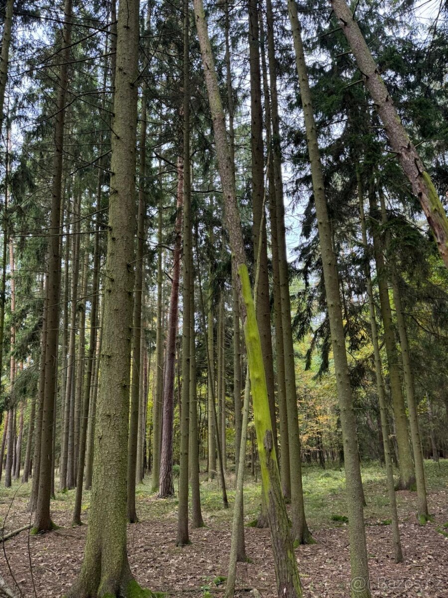Prodej lesních pozemků v k.ú. Doubrava nad Vltavou