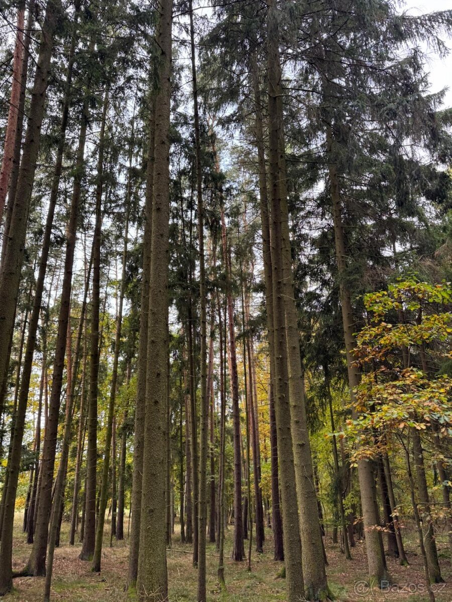 Prodej lesních pozemků v k.ú. Doubrava nad Vltavou