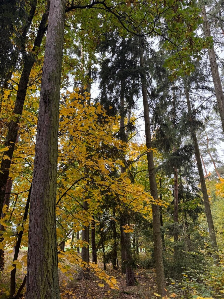 Prodej lesních pozemků v k.ú. Doubrava nad Vltavou