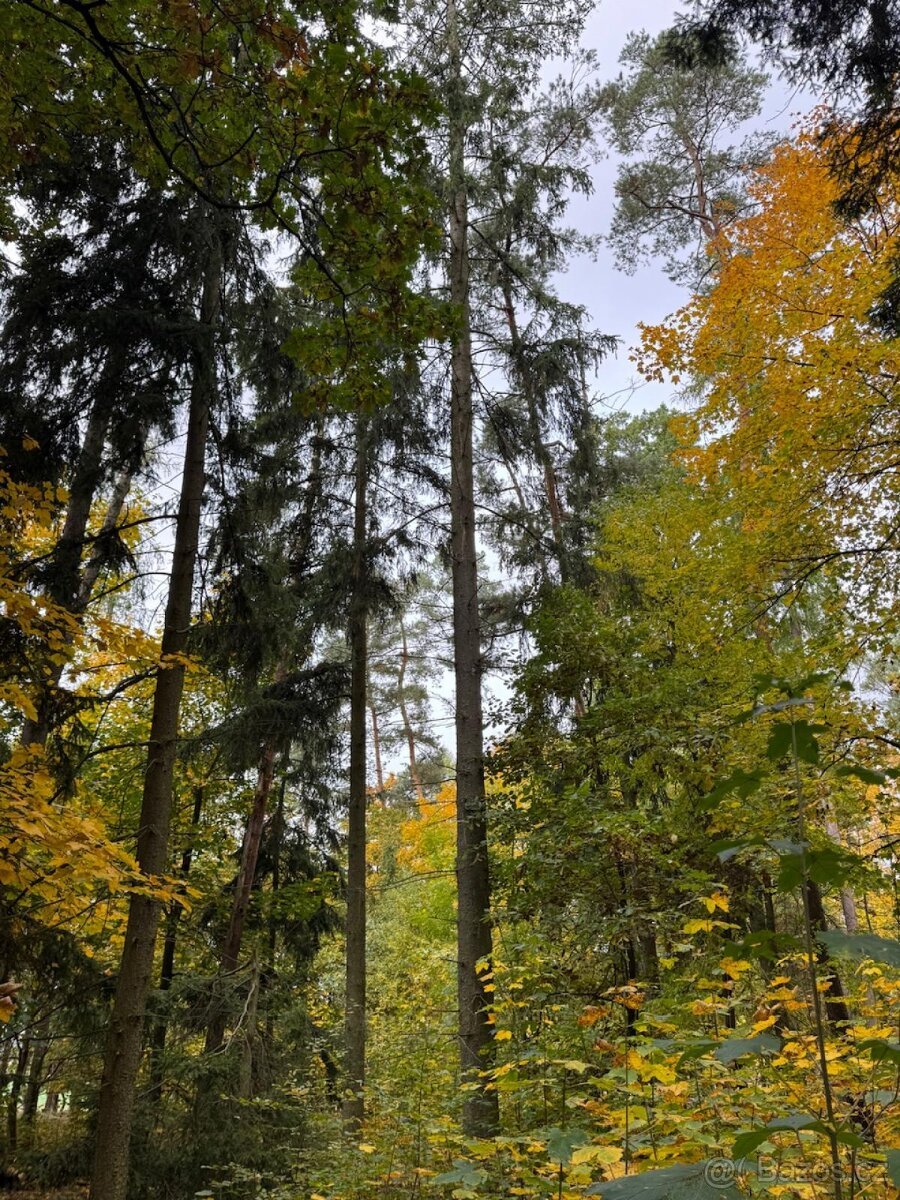 Prodej lesních pozemků v k.ú. Doubrava nad Vltavou