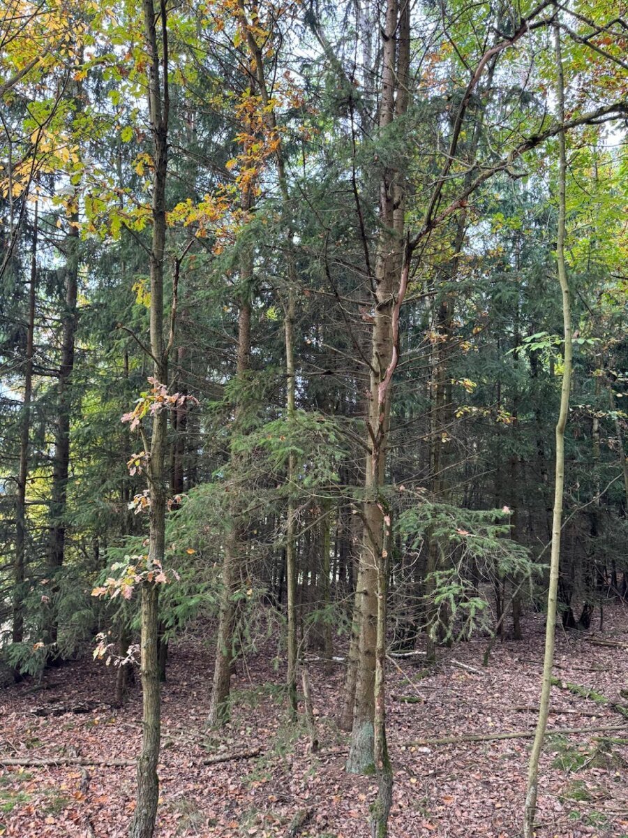 Prodej lesních pozemků v k.ú. Doubrava nad Vltavou