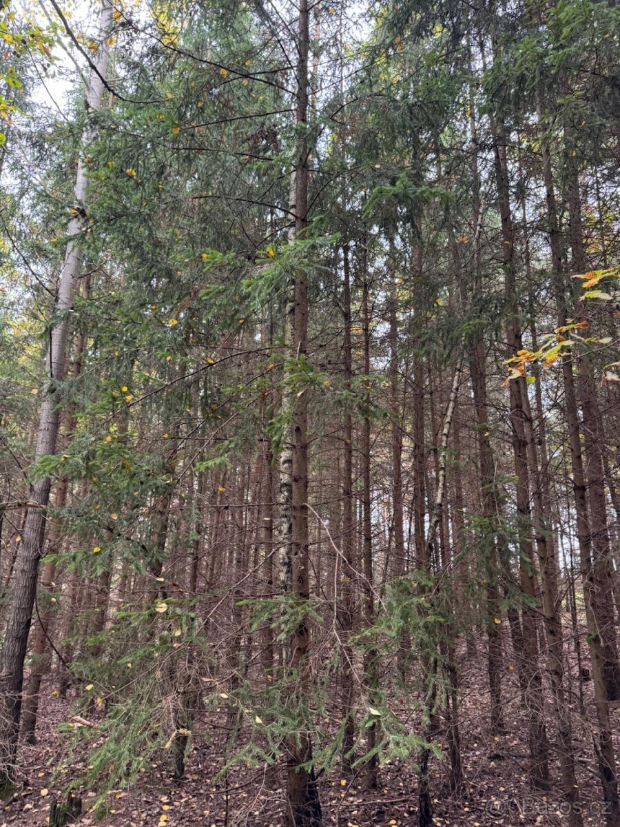 Prodej lesních pozemků v k.ú. Doubrava nad Vltavou