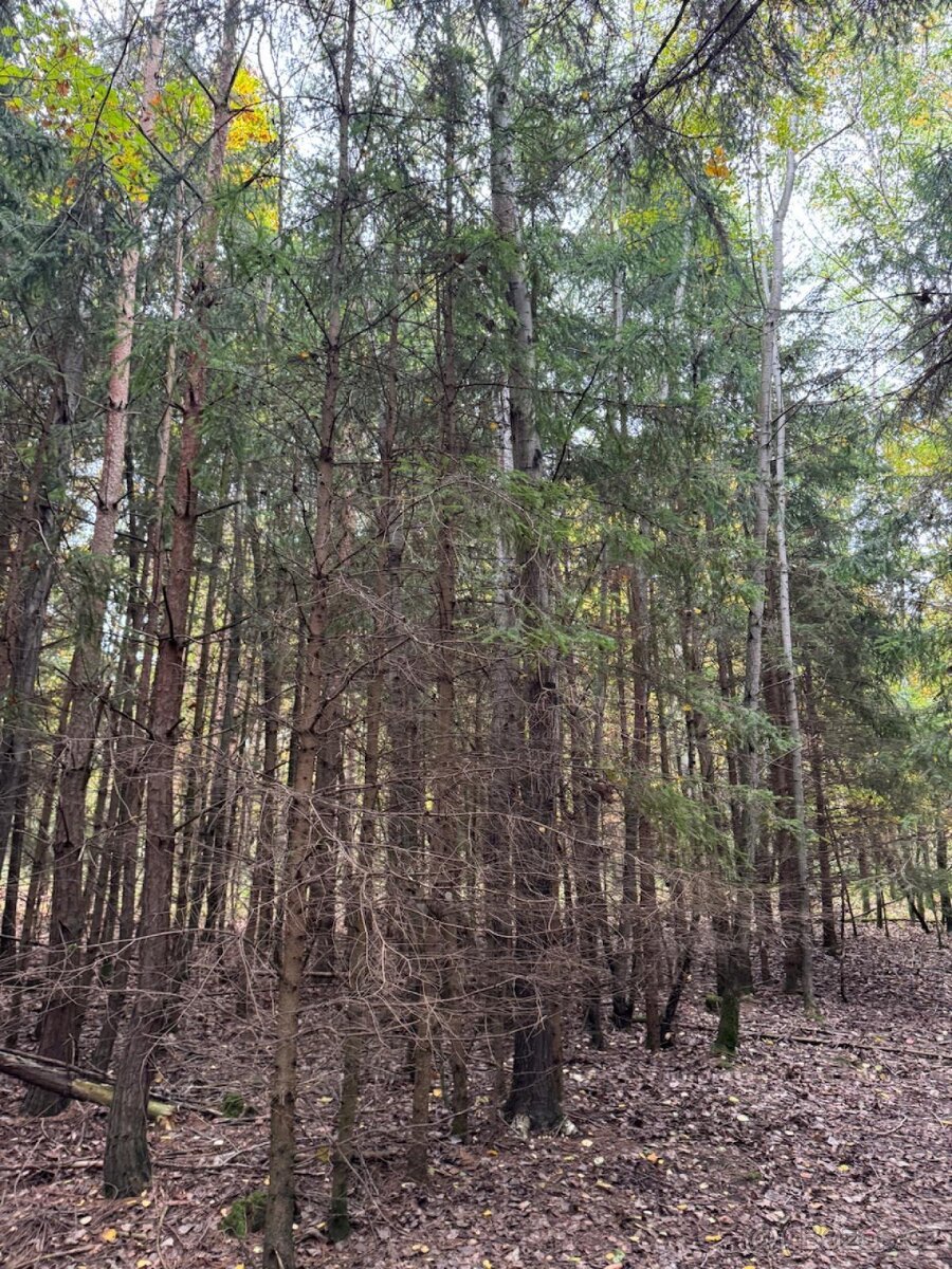 Prodej lesních pozemků v k.ú. Doubrava nad Vltavou