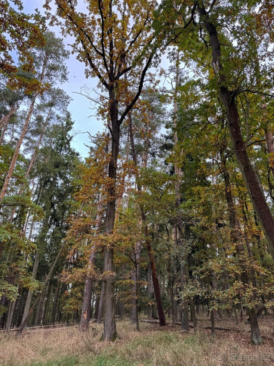 Prodej lesních pozemků v k.ú. Doubrava nad Vltavou