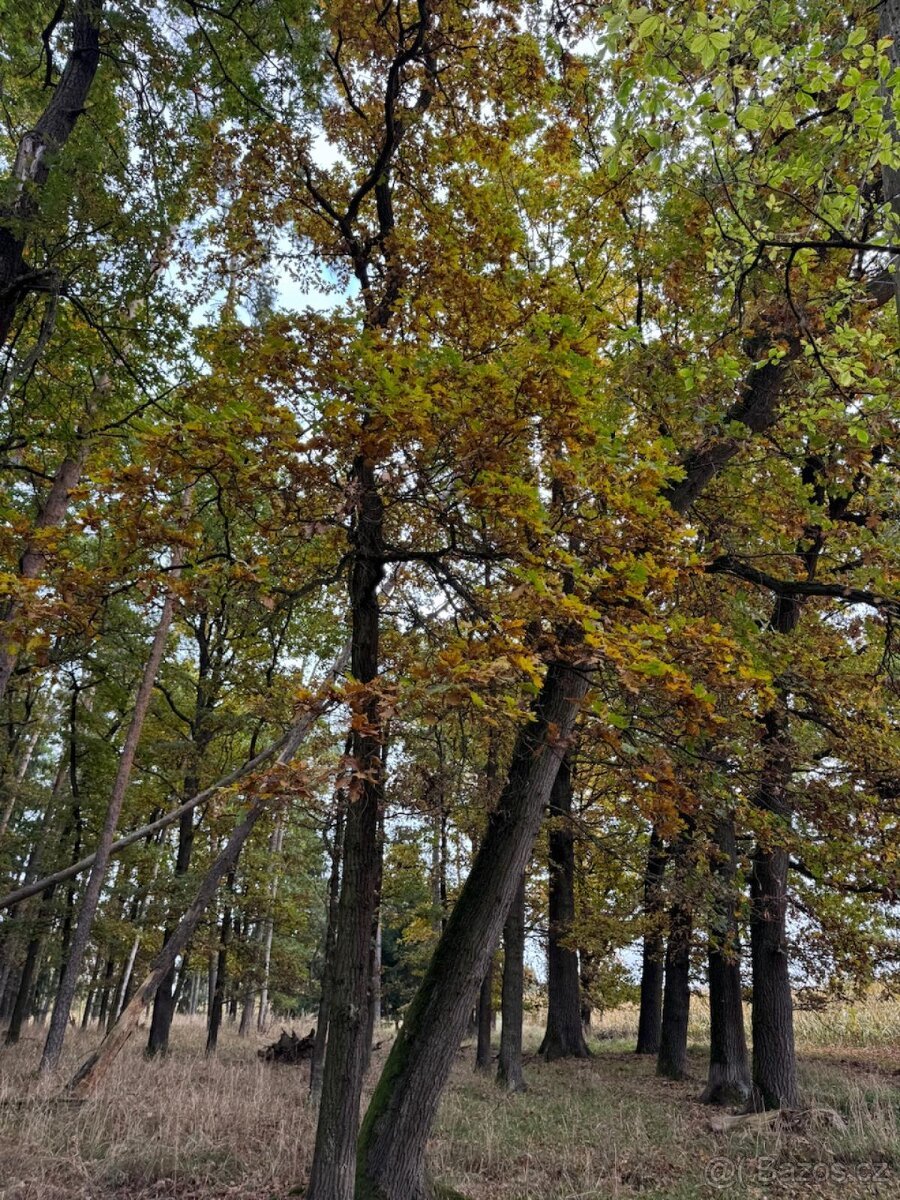 Prodej lesních pozemků v k.ú. Doubrava nad Vltavou