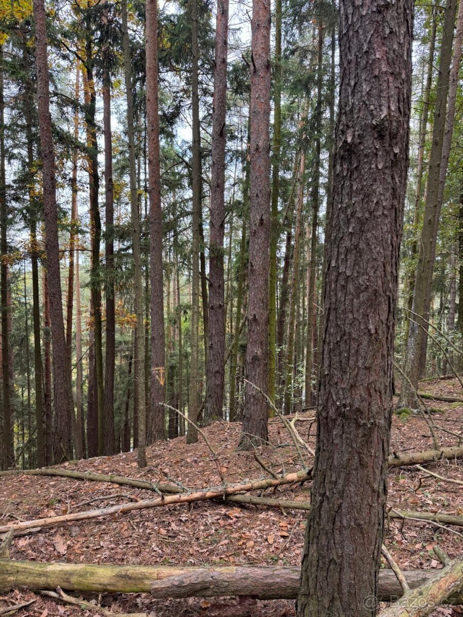 Prodej lesních pozemků v k.ú. Doubrava nad Vltavou