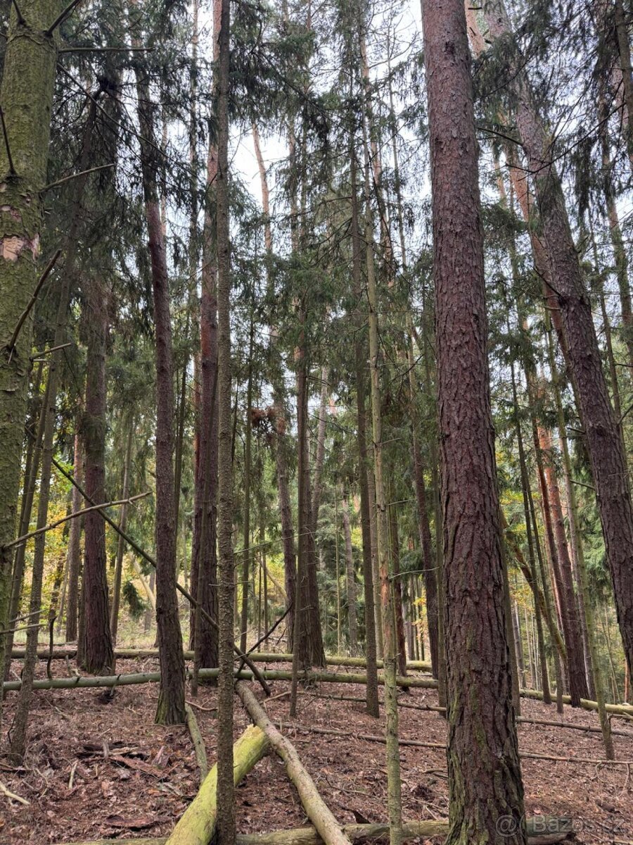 Prodej lesních pozemků v k.ú. Doubrava nad Vltavou