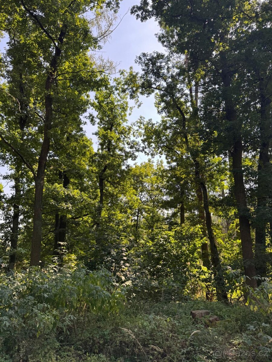 Prodej lesních pozemků v k.ú. Bolehošť