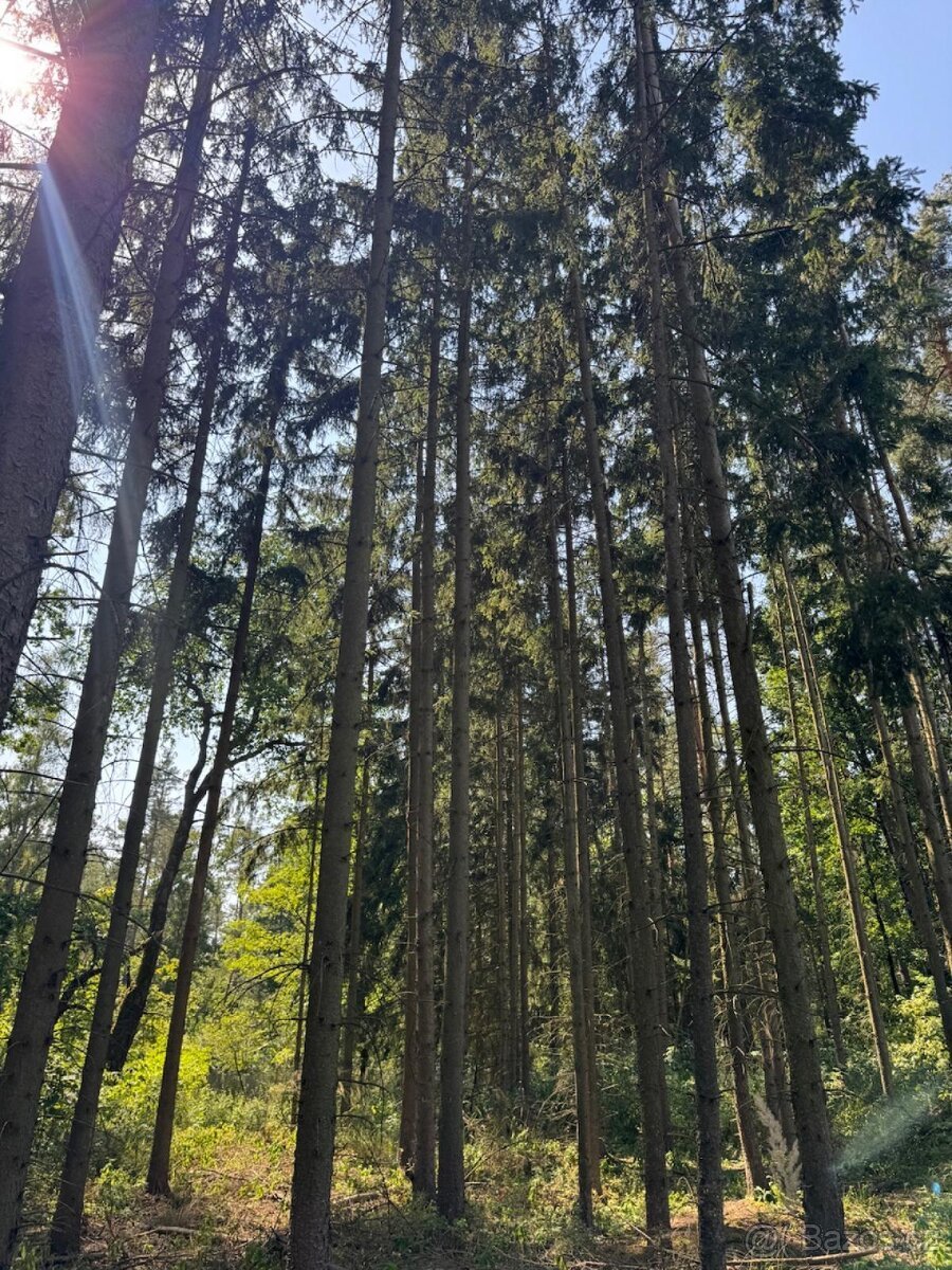 Prodej lesních pozemků v k.ú. Bolehošť