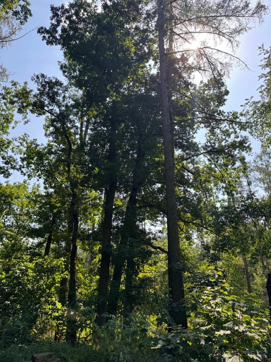 Prodej lesních pozemků v k.ú. Bolehošť