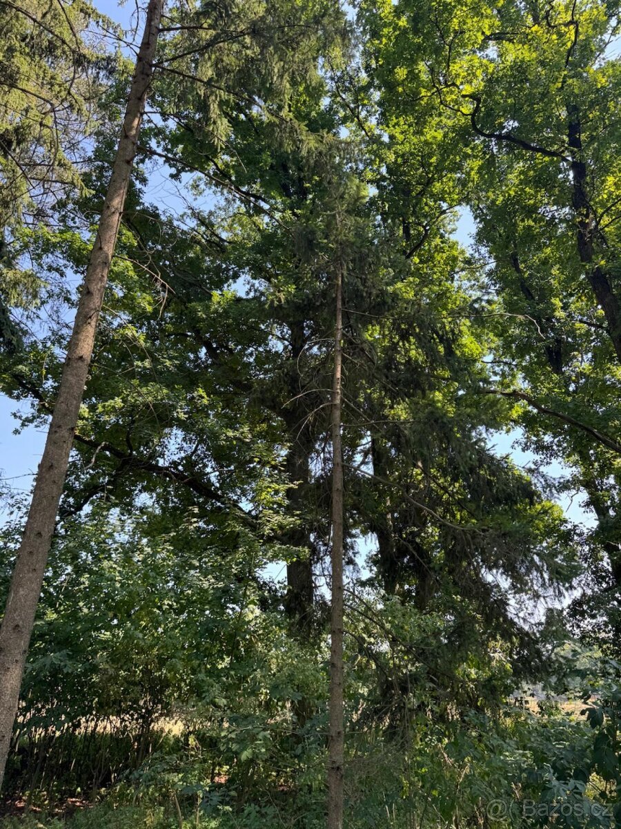 Prodej lesních pozemků v k.ú. Bolehošť