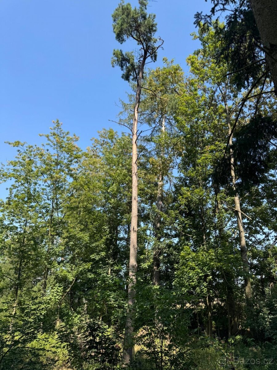 Prodej lesních pozemků v k.ú. Bolehošť