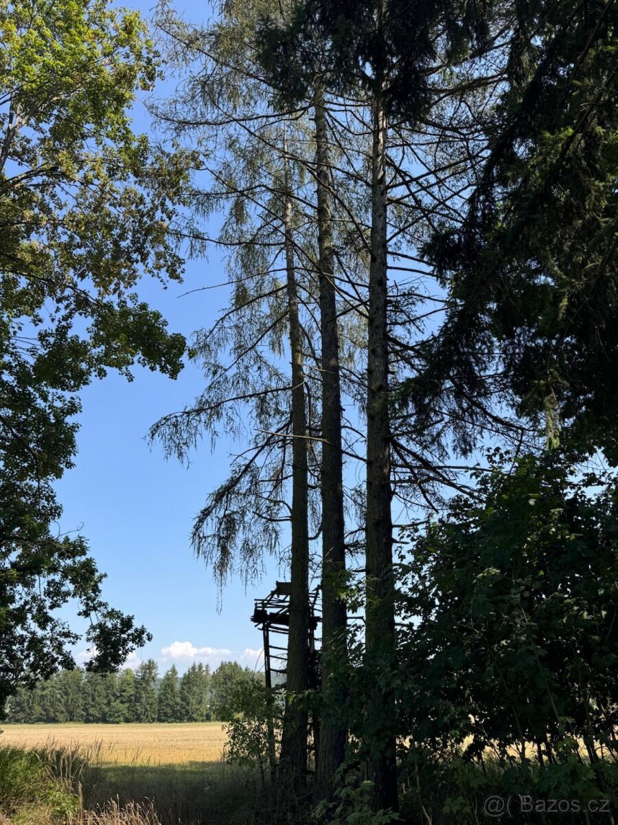 Prodej lesních pozemků v k.ú. Bolehošť