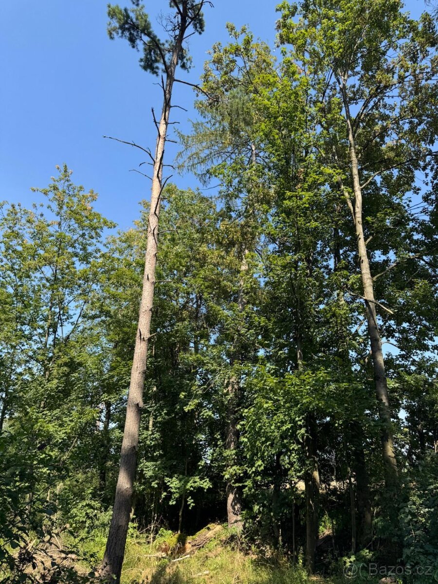 Prodej lesních pozemků v k.ú. Bolehošť