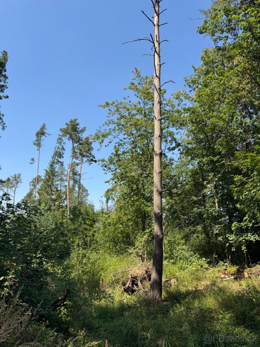 Prodej lesních pozemků v k.ú. Bolehošť