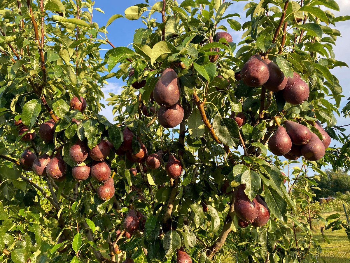 Stavebni pozemek Havraniky