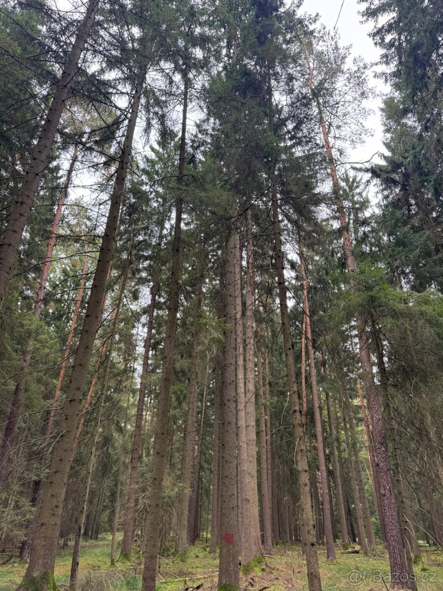 Prodej lesního pozemku k.ú. Zborov