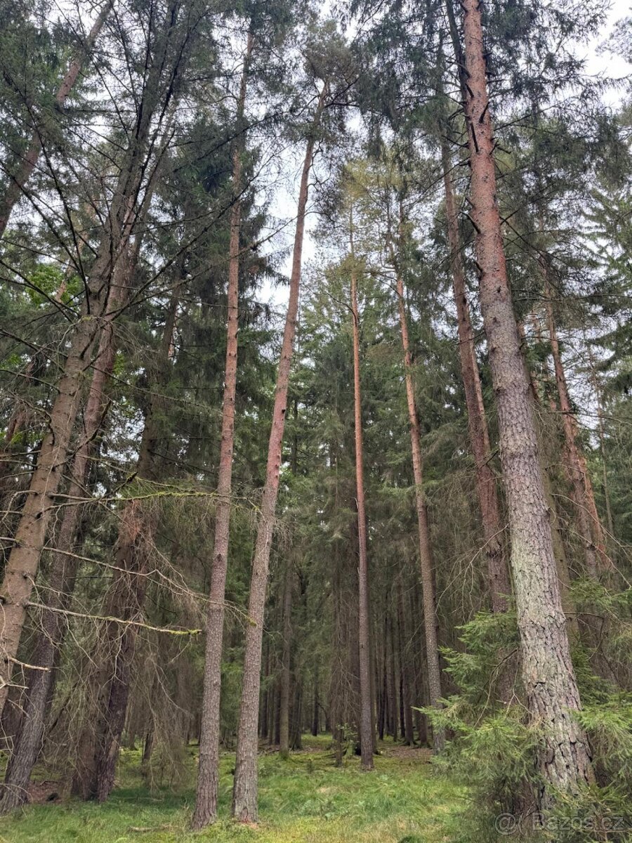 Prodej lesního pozemku k.ú. Zborov